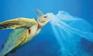 The harm of plastic to marine animals